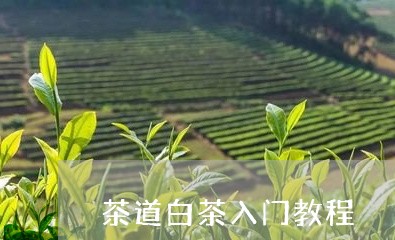 茶道白茶入门教程/2023070861638