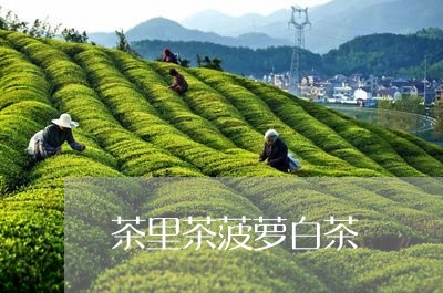 茶里茶菠萝白茶/2023060931624