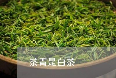 茶青是白茶/2023051162803