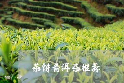 茶饼普洱茶推荐/2023102695158