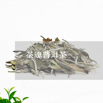 茶魂普洱茶/2023090620482