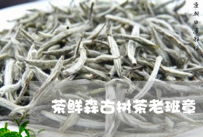 茶鲜森古树茶老班章/2023042074928