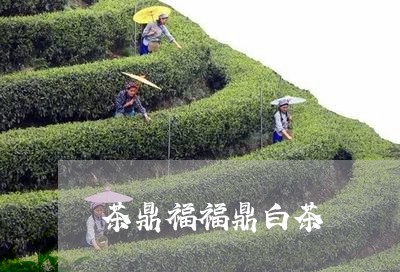 茶鼎福福鼎白茶/2023082694848