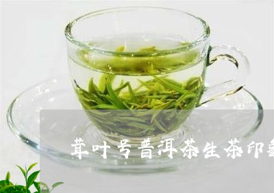 茸叶号普洱茶生茶印象/2023062311572