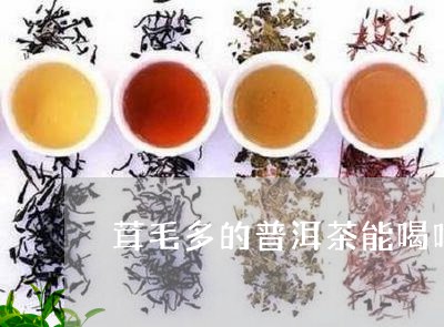 茸毛多的普洱茶能喝吗/2023072323927