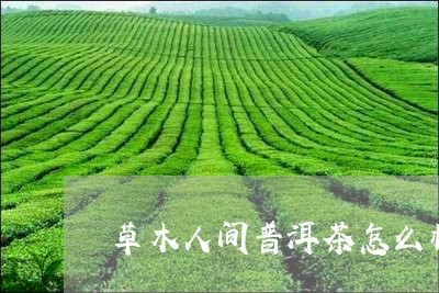 草木人间普洱茶怎么样/2023092704825