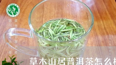 草木山居普洱茶怎么样好喝吗/2023083104137