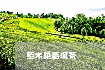 草木染普洱茶/2023042793564