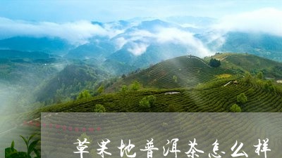 草果地普洱茶怎么样/2023120554138