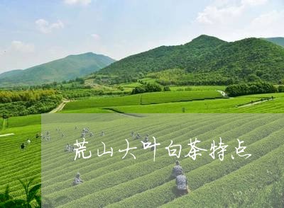 荒山大叶白茶特点/2023071198159