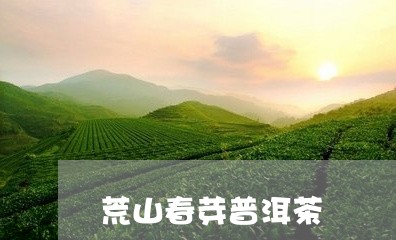 荒山春芽普洱茶/2023081521514