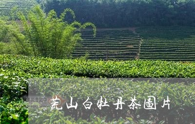 荒山白牡丹茶图片/2023071119604