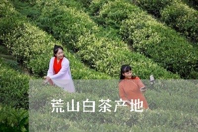 荒山白茶产地/2023052339695