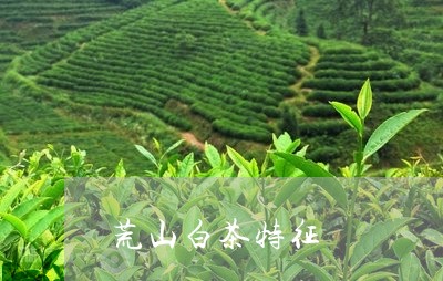 荒山白茶特征/2023052343936