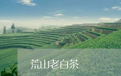 荒山老白茶/2023051173916