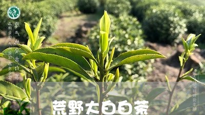 荒野大白白茶/2023052326159