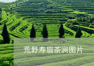 荒野寿眉茶涧图片/2023071148583