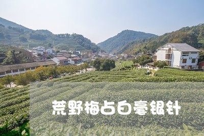 荒野梅占白毫银针/2023090972806