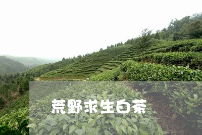 荒野求生白茶/2023052358382