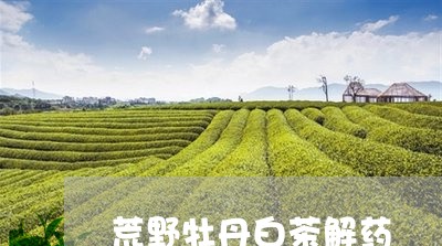 荒野牡丹白茶解药/2023071116946