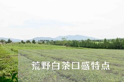 荒野白茶口感特点/2023071192948