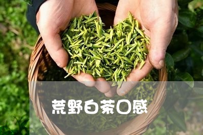 荒野白茶囗感/2023052373757