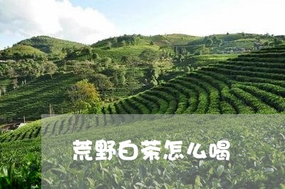 荒野白茶怎么喝/2023060916069