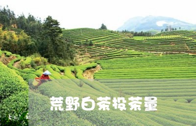 荒野白茶投茶量/2023060994037