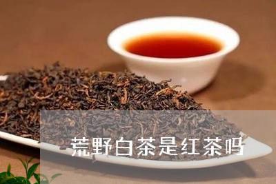 荒野白茶是红茶吗/2023071173840