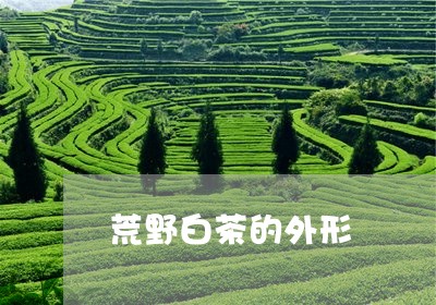 荒野白茶的外形/2023060961804