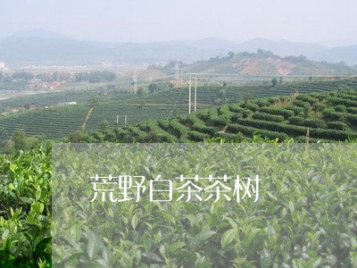 荒野白茶茶树/2023052354059