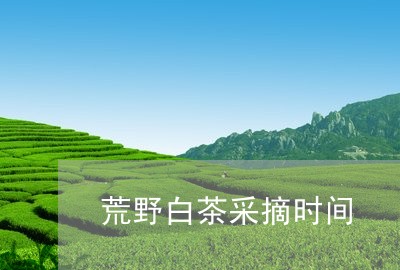 荒野白茶采摘时间/2023071155038