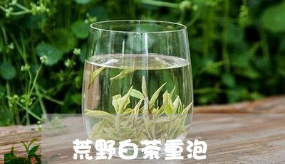 荒野白茶重泡/2023052306180