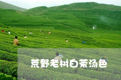 荒野老树白茶汤色/2023071140815