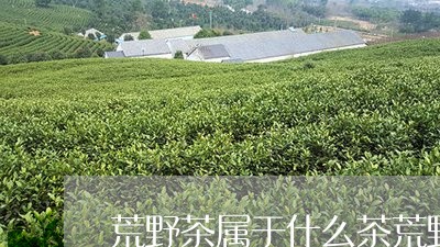 荒野茶属于什么茶荒野小种茶叶图片/2023060459582