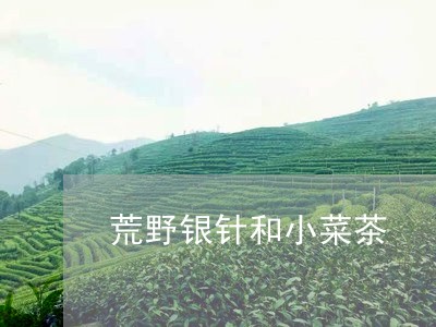 荒野银针和小菜茶/2023090971814