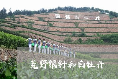 荒野银针和白牡丹/2023112502835