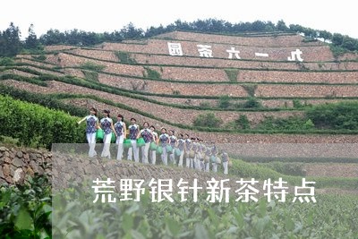 荒野银针新茶特点/2023112558625