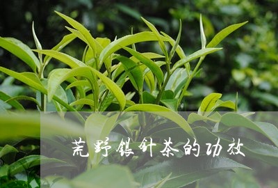 荒野银针茶的功效/2023090948463