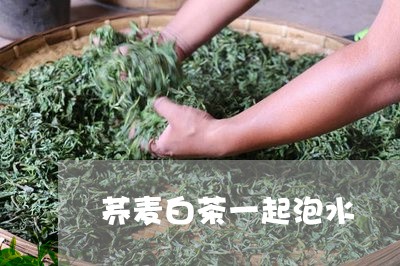 荞麦白茶一起泡水/2023071190503