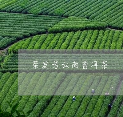 荣发号云南普洱茶/2023101688393