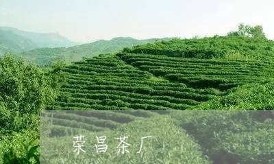 荣昌茶厂/2023121921614