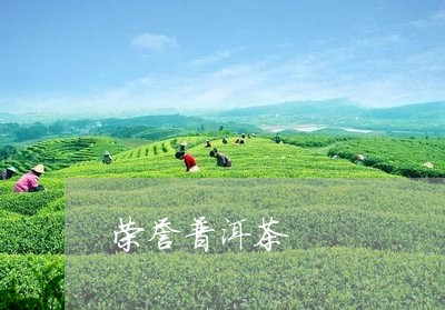 荣誉普洱茶/2023090561927