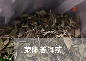 荥阳普洱茶/2023090673926