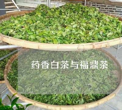 药香白茶与福鼎茶/2023112593814