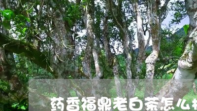 药香福鼎老白茶怎么样/2023073151715