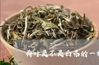 荷叶是不是白茶的一种中药/2023042817470