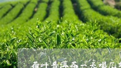 荷叶普洱茶一天喝几袋/2023092959280