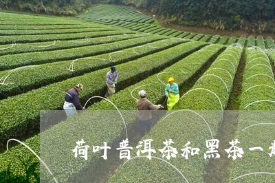 荷叶普洱茶和黑茶一起喝效果怎么样/2023060354239