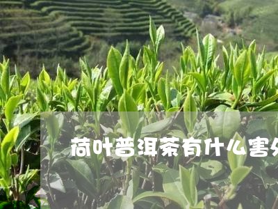 荷叶普洱茶有什么害处/2023062574937